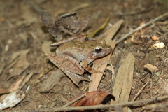 Gephyromantis luteus
