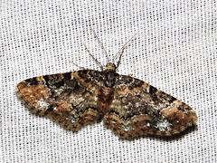 Melanthia ustiplaga