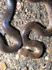 Cryptophis boschmai