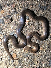 Cryptophis boschmai
