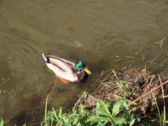Anas platyrhynchos