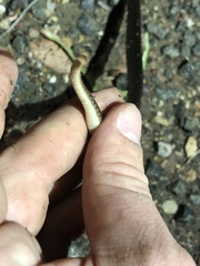 Cryptophis boschmai