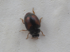 Nephus redtenbacheri