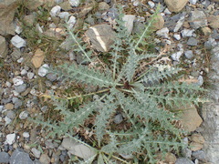 Carduus carlinoides