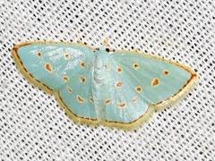 Comostolopsis stillata