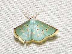 Comostolopsis stillata