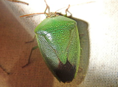 Calcatedessa temnomarginata