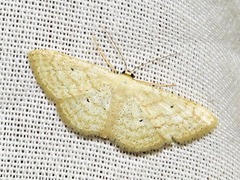 Scopula spoliata