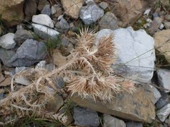 Carduus carlinoides