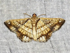 Chiasmia streniata