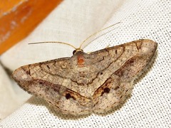 Chiasmia streniata