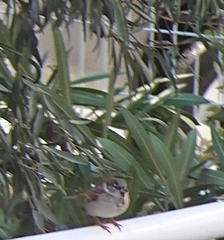 Passer domesticus