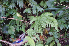 Cornopteris decurrenti-alata