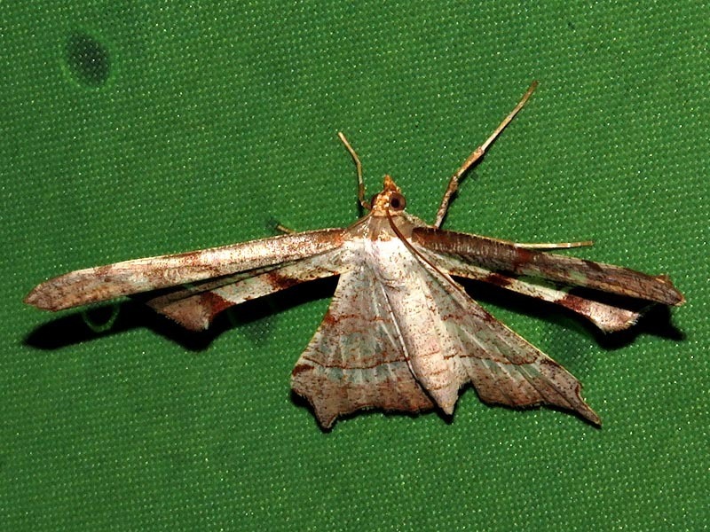 Psilocladia