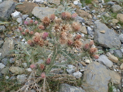 Carduus carlinoides
