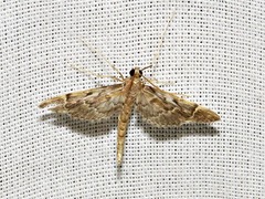 Dolicharthria lanceolalis