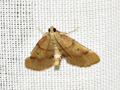 Stemmatophora depressalis