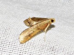 Stemmatophora depressalis