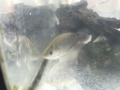 Notopterus notopterus