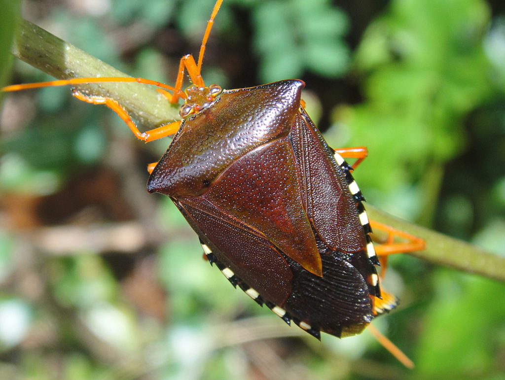 Edessa urus