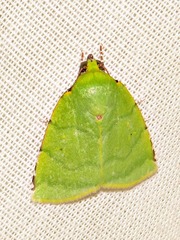Lophocrama phoenicochlora
