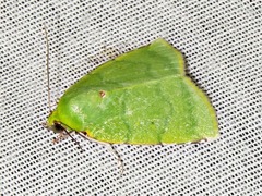 Lophocrama phoenicochlora