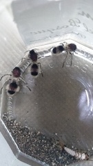 Dasymutilla bouvieri