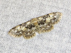 Idaea fumilinea