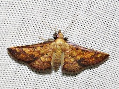 Cerynea thermesialis