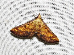 Cerynea thermesialis