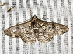 Ascotis reciprocaria