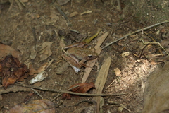 Gephyromantis luteus