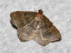 Chiasmia confuscata