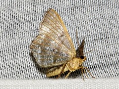Chiasmia confuscata