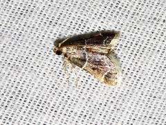 Pyralis albilautalis