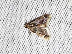 Pyralis albilautalis