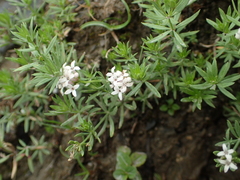 Asperula hirta