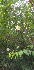 Oncoba spinosa