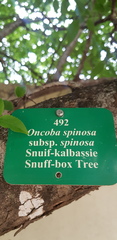 Oncoba spinosa
