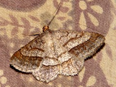 Chiasmia nobilitata