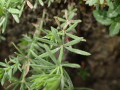 Asperula hirta