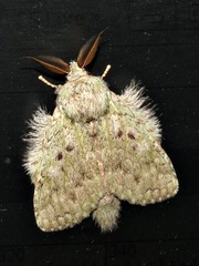 Desmeocraera interpellatrix