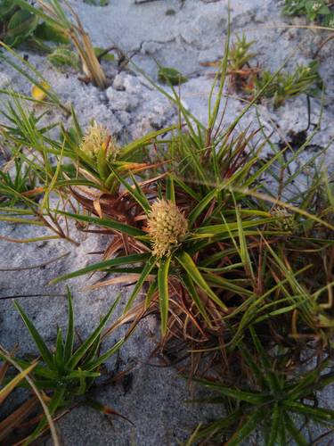 Cyperus pedunculatus iNat (1)