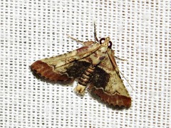 Zitha zonalis