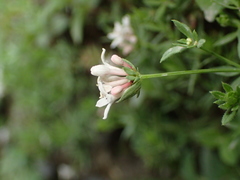 Asperula hirta