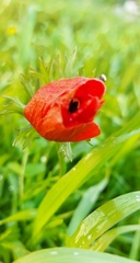 Anemone coronaria
