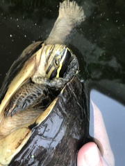 Cuora amboinensis kamaroma