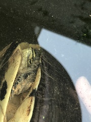 Cuora amboinensis kamaroma