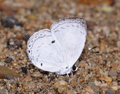 Neopithecops zalmora zalmora