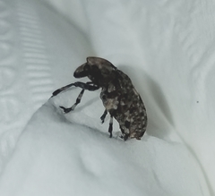 Euparius